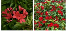 Starter Plant Tree Red Jatropha Integerrima Hastata Butterfly Hummingbird Heaven - £26.37 GBP