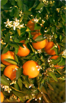 Postcard Orange Tree Branch Blooming Bearing Fruit Posted 1969 - £3.88 GBP