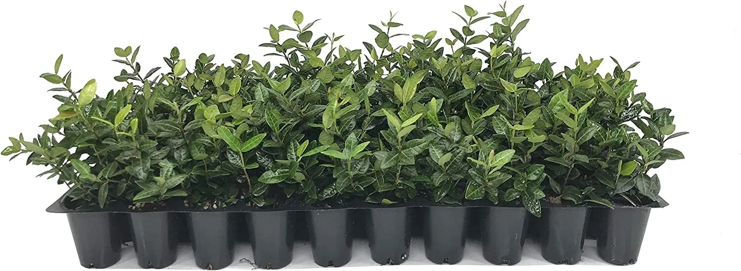 Asiatic Jasmine Minima Live Plants Trachelospermum Asiaticum Groundcover - £32.06 GBP