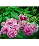1 Live Starter Plant 7 Sisters Rose Pink Climbing - £27.86 GBP