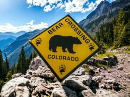 Bear Crossing Colorado Vintage Fridge Magnet Travel Souvenir  - £7.37 GBP