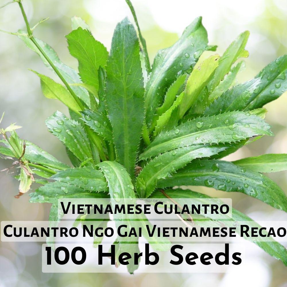 100 Seeds Culantro Ngo Gai Vietnamese Recao - Vietnamese Culantro Herb S... - $7.98