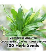 100 Seeds Culantro Ngo Gai Vietnamese Recao - Vietnamese Culantro Herb S... - $10.91 CAD