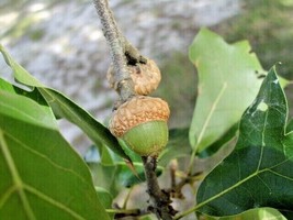 12 Blackjack Oak Acorns Quercus Marilandica Marilandica Fresh USA Fast Shipping - $15.90