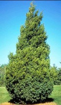 Red Cedar Juniper Tree Seeds - £7.22 GBP
