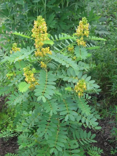 Cassia Hebecarpa Hardy Senna Yellow Flowers Seeds Fresh Garden - £7.97 GBP