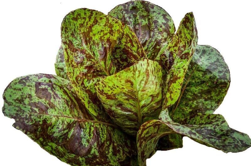 Primary image for Lettuce Romaine Freckles Salad Greens 195 Seeds 