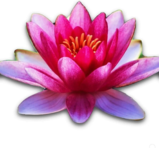 Nymphaea Attraction Red Hardy Water Lily Tuber Rhizome Live Aquatic Plants for P - £24.51 GBP