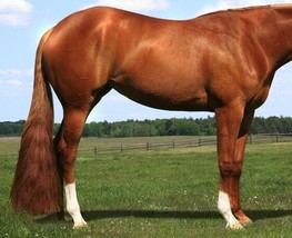 1 lb 36&quot; 100% Genuine Horse Hair Medium Chestnut Show Tail Extension False Tail - £110.95 GBP