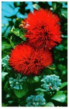 Scarlet Ohia Lehua indigenous tree found on the Big Island Hawaii Postcard - £5.91 GBP