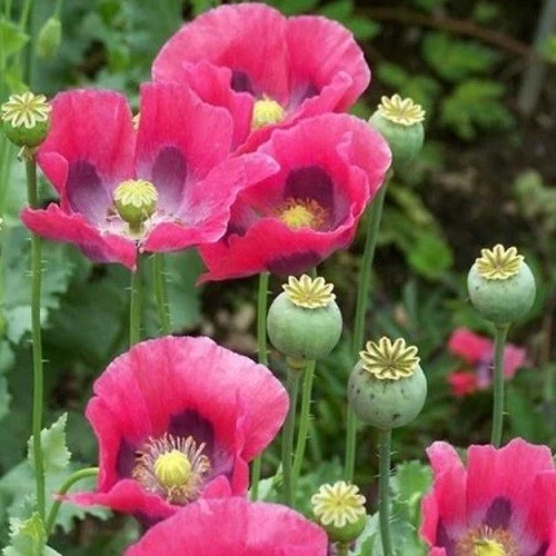 2,500 Pepperbox Poppy Seeds Giant Pink &amp; Purple Culinary Grade Blooms No... - €10,58 EUR