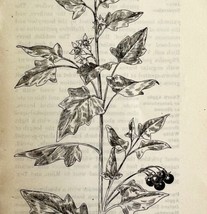 1905 Black Nightshade Flower Print Pen &amp; Ink Lithograph Antique 6.75 x 3.75&quot; - £19.90 GBP