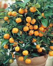 Citrus mitis - £1.67 GBP