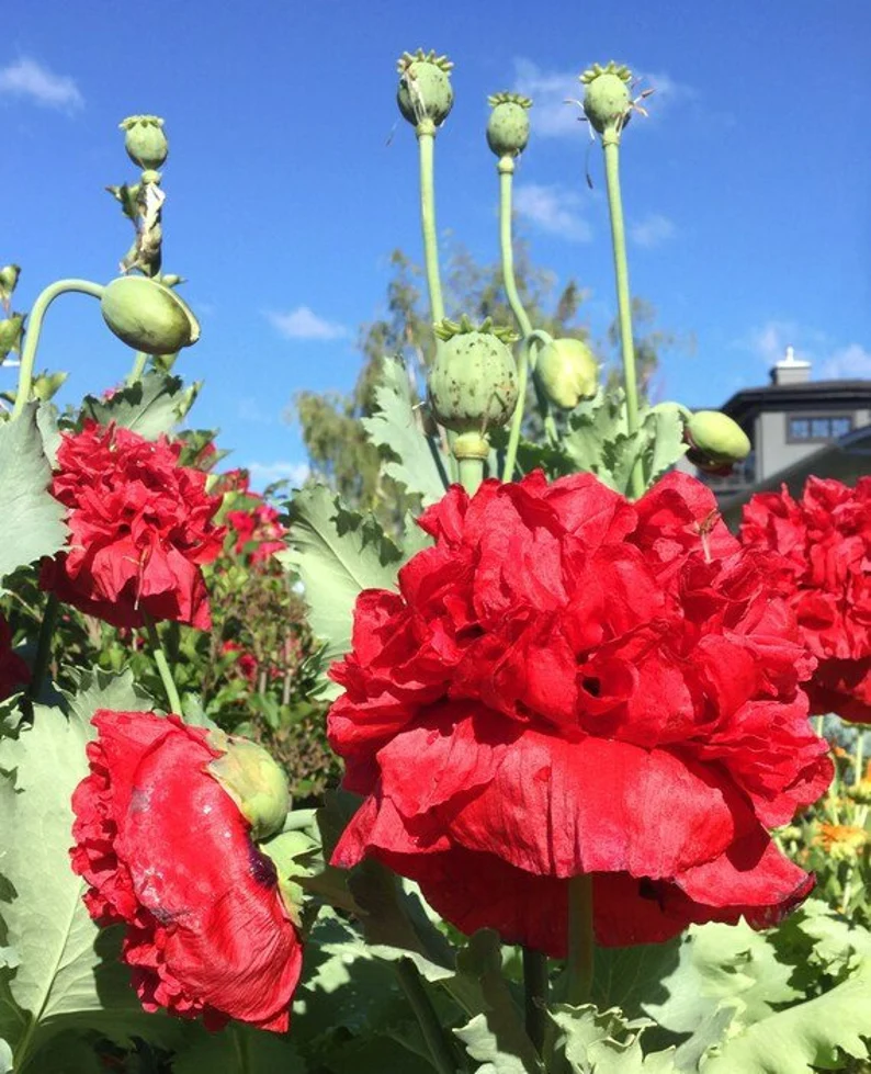 100 Fresh Seeds Peony Red - $11.79