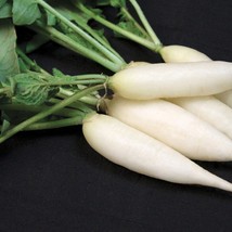 USA SELLER Short Top Icicle Radish 25 Seeds Fast Shipping - £11.38 GBP