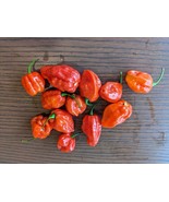SEED- Pepper Hot -Apocalypse Scorpion-Prepare for a Revelation of Heat, ... - €5,02 EUR+
