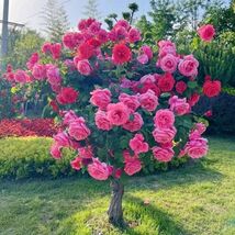 Rose For Planting seed Outdoor-Perennial Beautiful Rose plant - $8.00