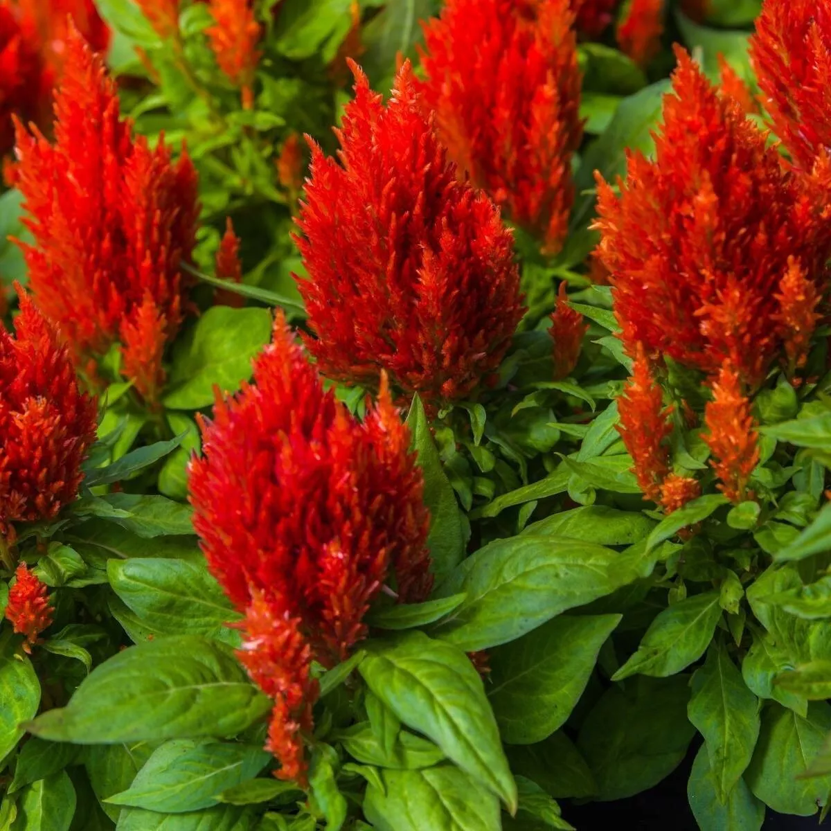 Scarlet Plume Celosia Flower Seeds | Non-GMO Garden Seeds 500++  SEEDS - £8.99 GBP