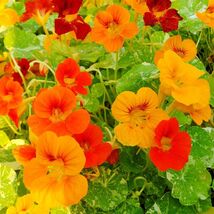 Alaska Nasturtium Seeds, Indian Cress, Monk&#39;s Cress, Vibrant Colors, FRE... - $2.75 CAD+
