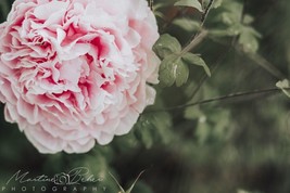 Pink Rose II with Dew Drops Wall Art Print Various Sizes Fine Art Photog... - £28.32 GBP+