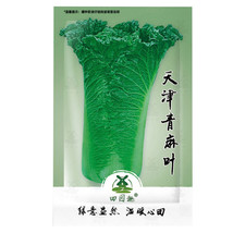 PWO Fresh 1000Pcs Cabbage Seed Garden Vegetable Ruffle Green Curly Vegetable - $3.44