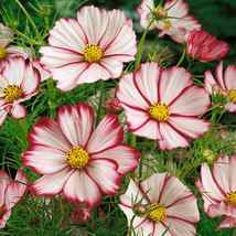 35 Cosmos Red Picotee Seeds Drought Tolerant Flower Long Lasting Annual - $17.96
