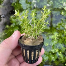 Aquarium Plants Rotala Indica &#39;Bonsai&#39; Potted Plants - £24.03 GBP