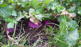 Grow In US Turnip Purple Top White Globe Heirloom Organicly Grown 50 Seeds - £7.21 GBP