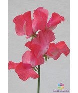 50+ Daily Mail Sweet Pea Seeds For Garden Planting  USA  ! - $5.21