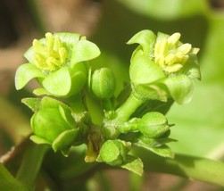 MX Jatropha Curcas Tree Bio Diesel Fuel Source Physic Nut 5 Seeds Cash C... - $225.06 MXN