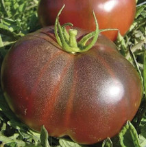 50 SEEDS BLACK BRANDYWINE TOMATO PLANT FAST HEIRLOOM SEEDS BLOSSOM - $10.85