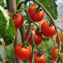 Er&#39;s Delight Tomato Seeds Gardening Easy Grow Usa Shipping - £4.43 GBP