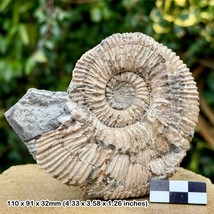 Rare Reineckeia anceps Ammonite Fossil, Jason Zone, Lower Oxford Clay, Middle - $72.13