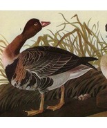 White Fronted Goose Bird 1946 Color Art Print John James Audubon Nature ... - €34,74 EUR