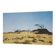 Postcard Along North Carolina&#39;s Outer Banks Live Oaks Chrome Unposted - $8.50