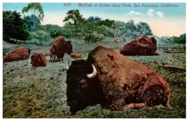 2107 Buffalo at Golden Gate Park San Francisco CA Mitchell Postcard - £8.69 GBP