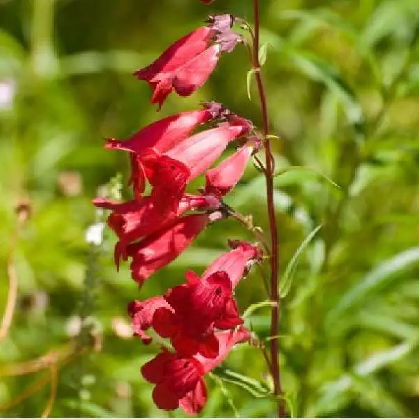 Penstemon| Foxglove Beardtongue Beardtongue Live Plant (Riding Hood Red)... - $25.50