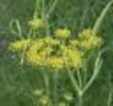 200 Seeds Fennel Seeds Herb Perennial Swallowtail Butterfly Host Plant Non-GMO - £9.43 GBP