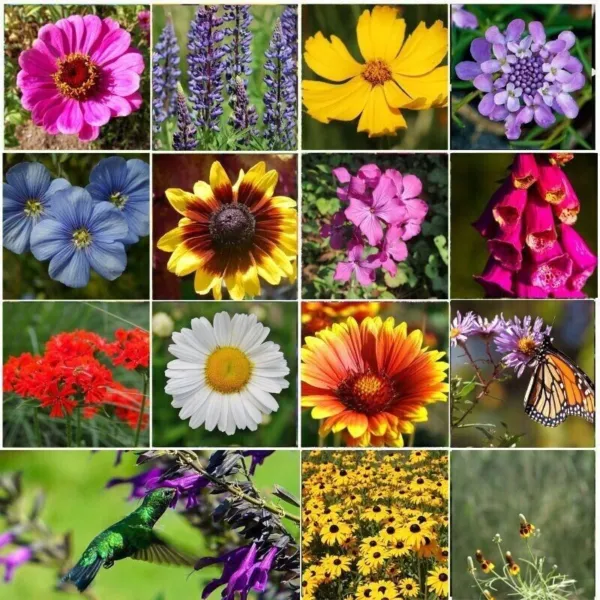 Fresh Wildflower Royal Meadow Annual Butterflies Non-Gmo 350 Pure Seeds Garden - £8.63 GBP