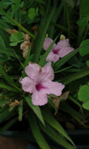 5 Pc Pink Mexican Petunia Ruellia Brittoniana Well Rooted Plant 2&quot; Tall - RK - £21.97 GBP