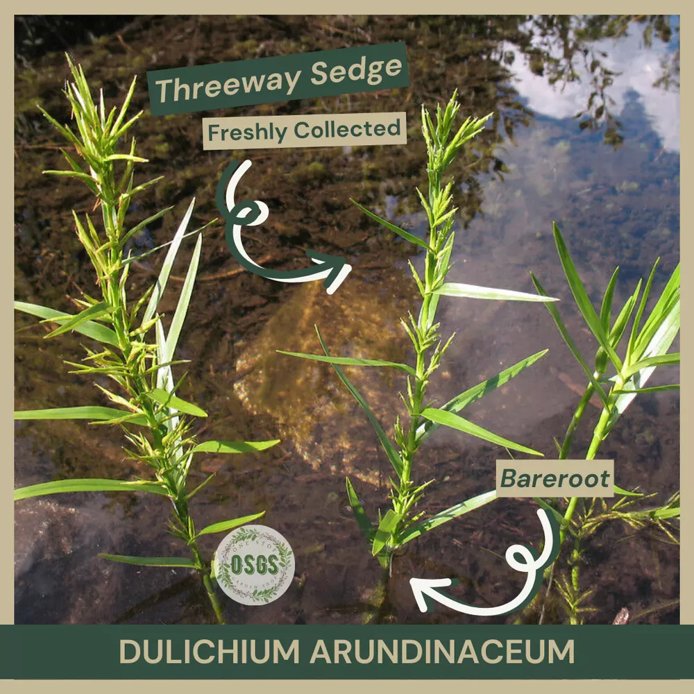 Bareroot Dulichium arundinaceum Threeway Sedge Freshly Collected Native - $18.92