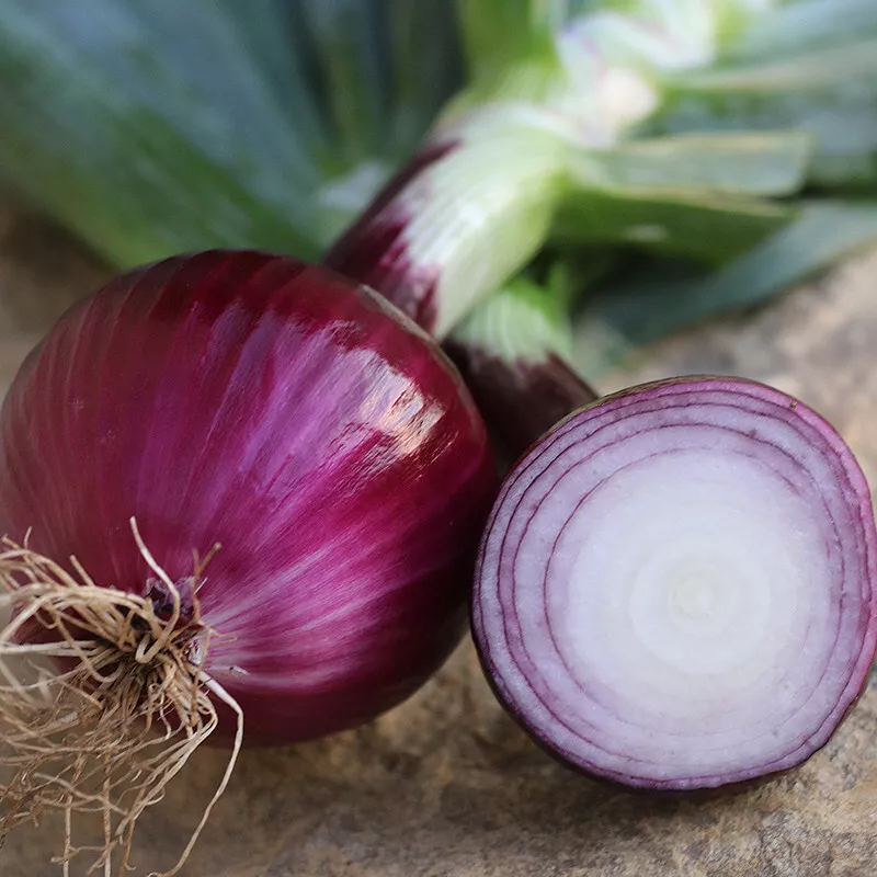 Ruby Red Onion Non Gmo 250 Seeds - £7.51 GBP