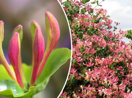 20 Seeds Pink Honeysuckles (L. Hispidula) | Flowering Vine Climbing Flower Shrub - £8.00 GBP