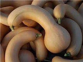 Crooked Neck Squash Seed, Non-GMO, 200 Seeds per Package - $5.99