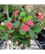 Euphorbia Milii Crown Of Thorns Red Cactus Cacti Succulent Live Plant in... - $1,022.46 MXN