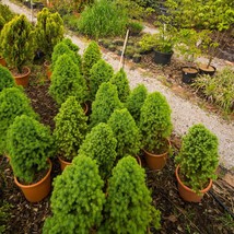 Grow Your Own Himalayan Cypress - Cupressus Torulosa Seeds Pack 50/200/1000, Per - $7.50