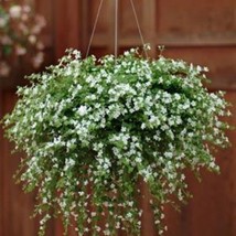 Bacopa Snowtopia Seeds White Bacopa Flower Seeds 20 Seeds Fresh Garden U... - £15.45 GBP