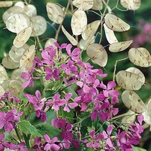 Grow In US 100 Seeds Money Plant Lunaria Annua Violet Dried Flower Arrangements - £8.10 GBP