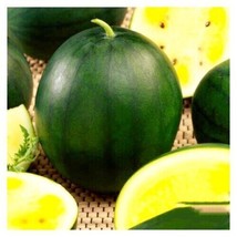 VP Black Diamond Yellow Belly Watermelon 20 Seeds | Non-Gmo | Heirloom Usa - £4.99 GBP