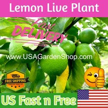 Cay Chanh Citrus Lime Lemon Tree Plant Ning Meng US Fast Shipping - $18.55 MXN